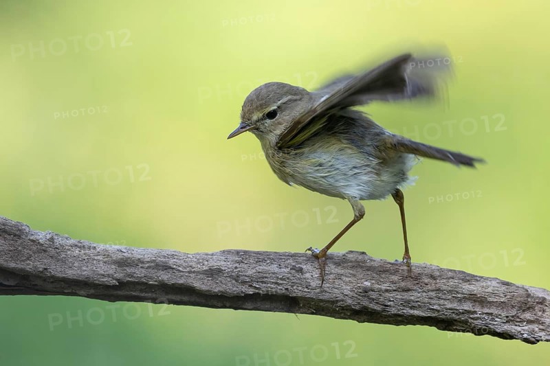 Common Chiffchaff (Phylloscopus collybita) perched on a branch, Lower Saxony, Germany