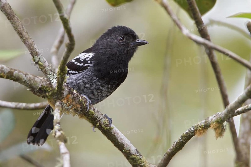 Variable Antshrike (Thamnophilus caerulescens) perched on a branch in Bolivia, South America
