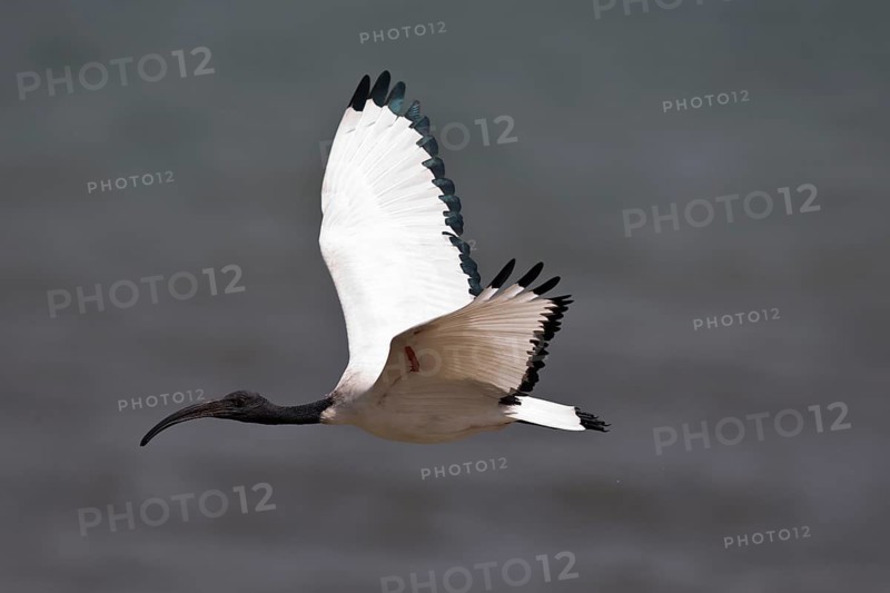 African Sacred Ibis (Threskiornis aethiopicus) flying, Semuliki National Park, Uganda