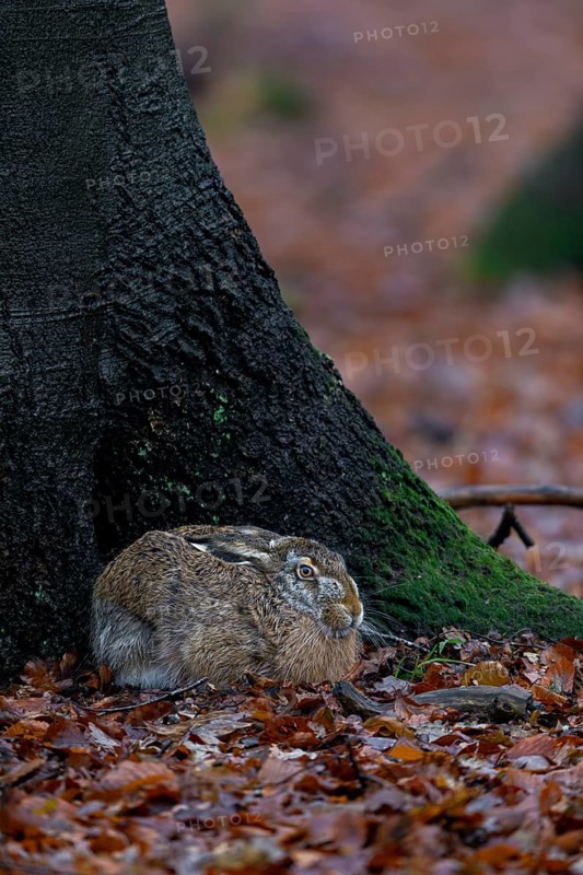 The nest of this brown hare (Lepus europaeus) is located in a beautiful high beech forest and allows me to document its behaviour in good photos, camouflage, protection, Germany