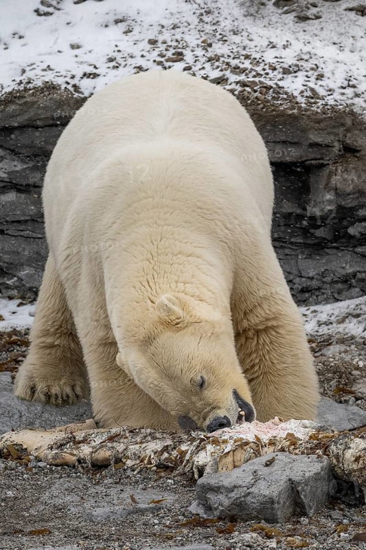 Scavenging polar bear (Ursus maritimus) eating the carcass of a stranded dead minke whale on the coast of Wahlbergøya, Svalbard, Svalbard, Norway
