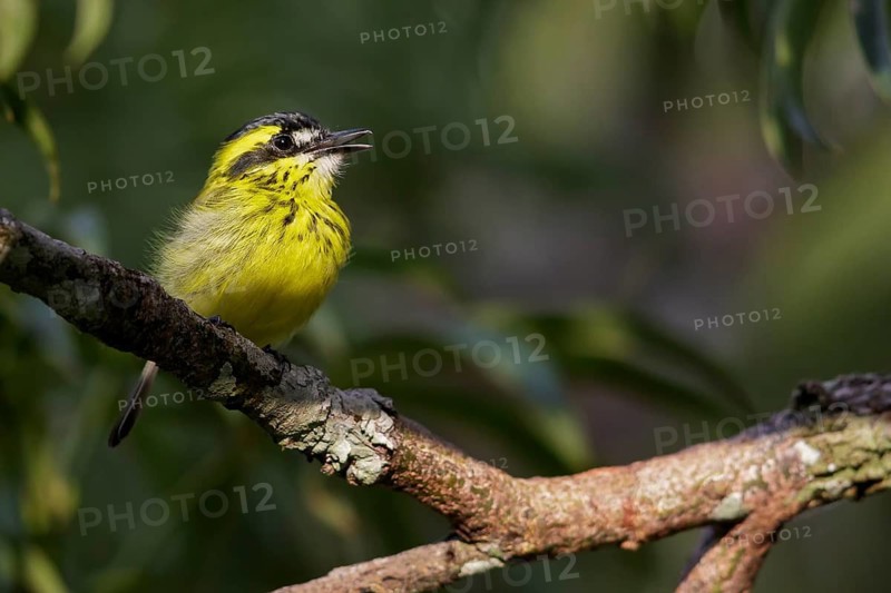 Yellow-browed Tody-Flycatcher (Todirostrum chrysocrotaphum) perched on a branch in Ecuador