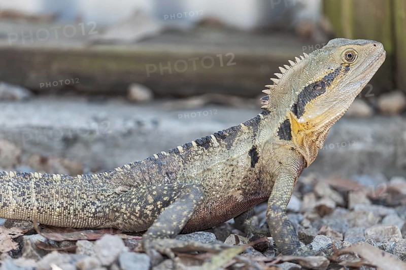 Australian Eastern water dragon (Physignathus lesueurii), Brisbane, Queensland, Australia