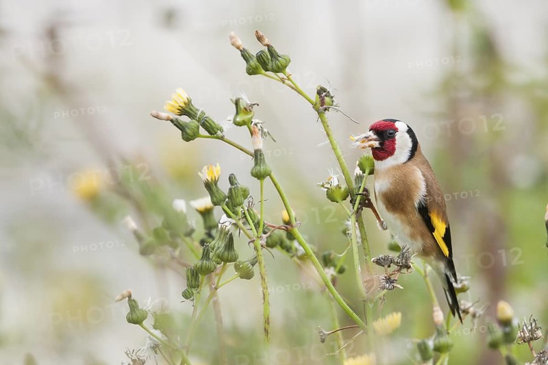 European Goldfinch - Stieglitz - Carduelis carduelis ssp. parva, Mallorca, adult male