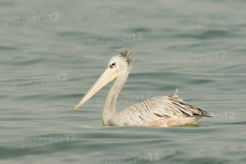 Pink-backed Pelican (Pelecanus rufescens), Gambia