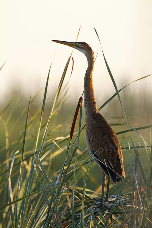 Purple Heron (Ardea purpurea), Andalusia, Spain
