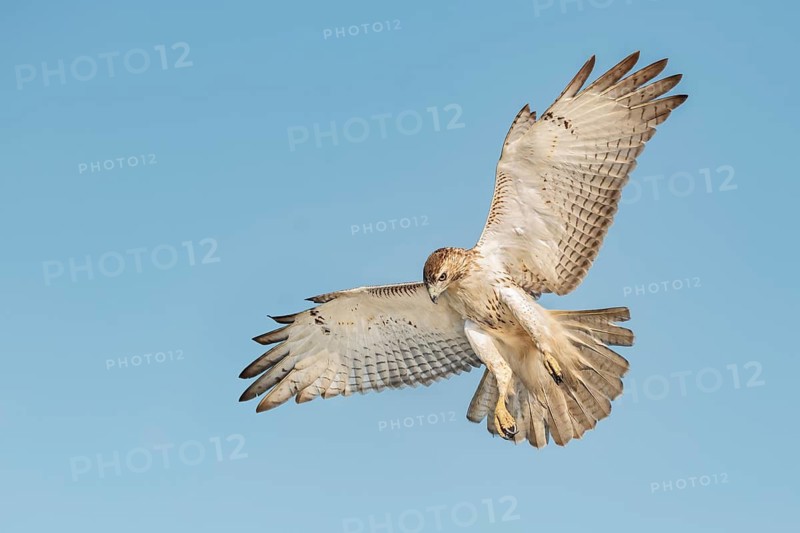 Red-tailed Hawk (Buteo jamaicensis) flying, Texas, USA