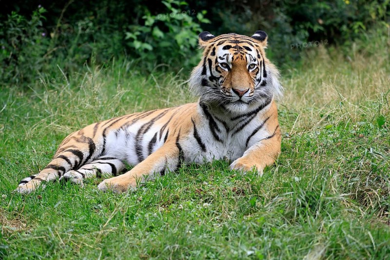 Siberian tiger (Panthera tigris altaica), adult, alert, lying in the grass