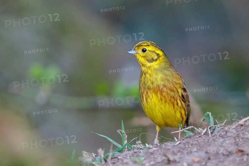 Yellowhammer (Emberiza citrinella) male on ground, North Rhine-Westphalia, Germany