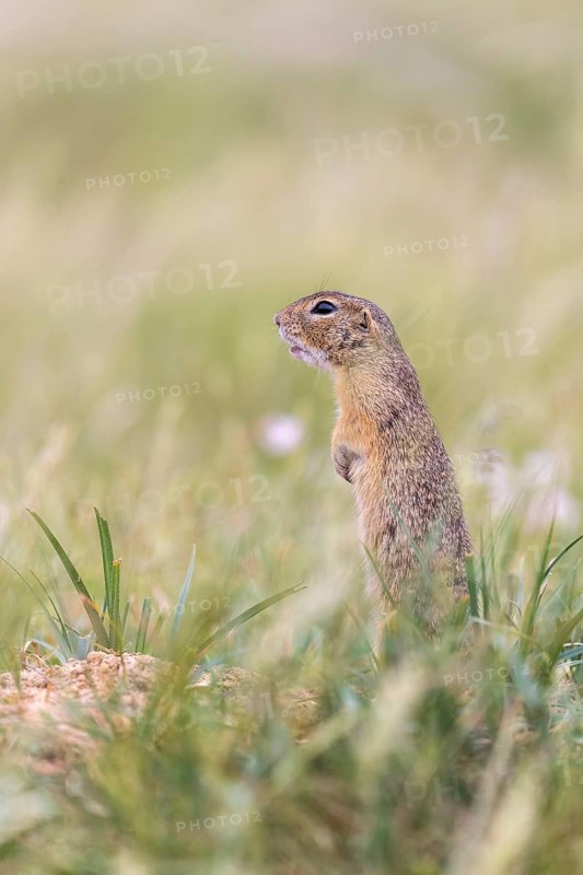 One European ground squirrel (Spermophilus citellus) or European souslik standing erected in tall grass with some flowers in the background