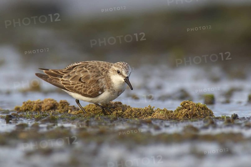 Red-necked Stint (Calidris ruficollis), Australia