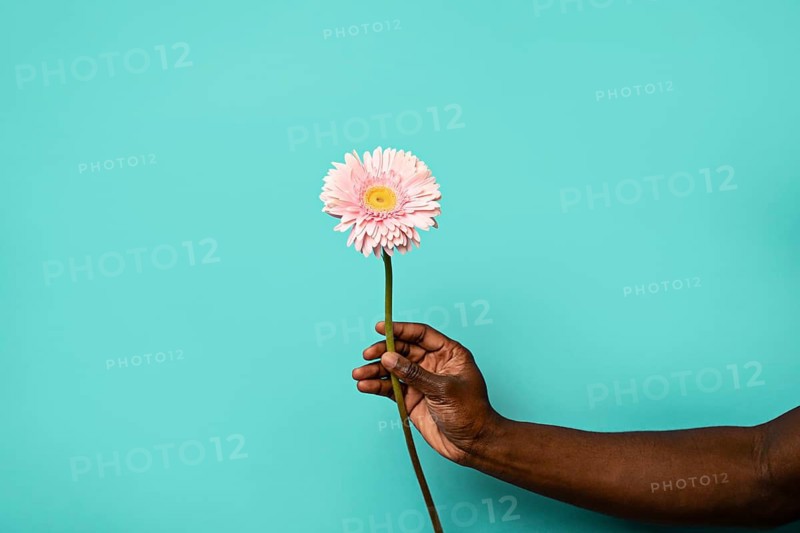 A close-up shot of an African hand gently holding a single pink gerbera flower against a vibrant blue background. The image conveys simplicity, beauty, and peacefulness