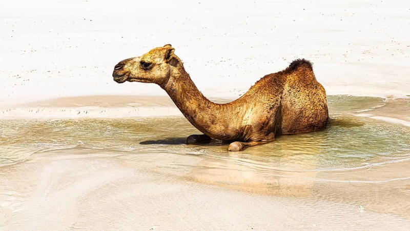 Camel (Camelidae) refreshing itself on the beach Fazayat of Al Hauta, Dhofar Province, Arabian Peninsula, Sultanate of Oman