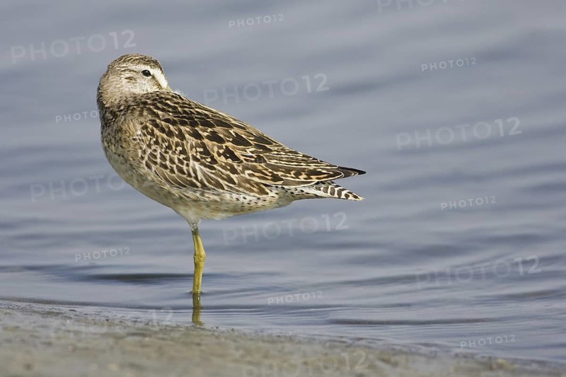 Short-billed Dowitcher (Limnodromus griseus), Virginia, USA