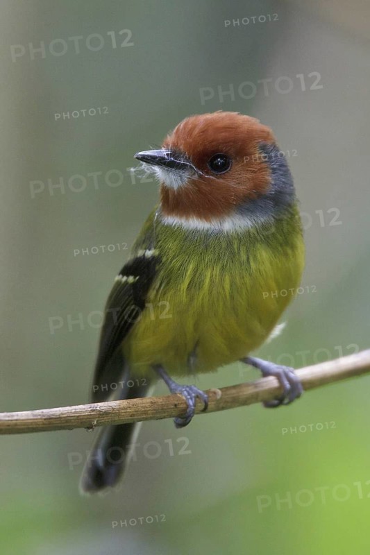 Lulu's Tody-Flycatcher (Poecilotriccus luluae), Abra Patricia Protected Area, Peru