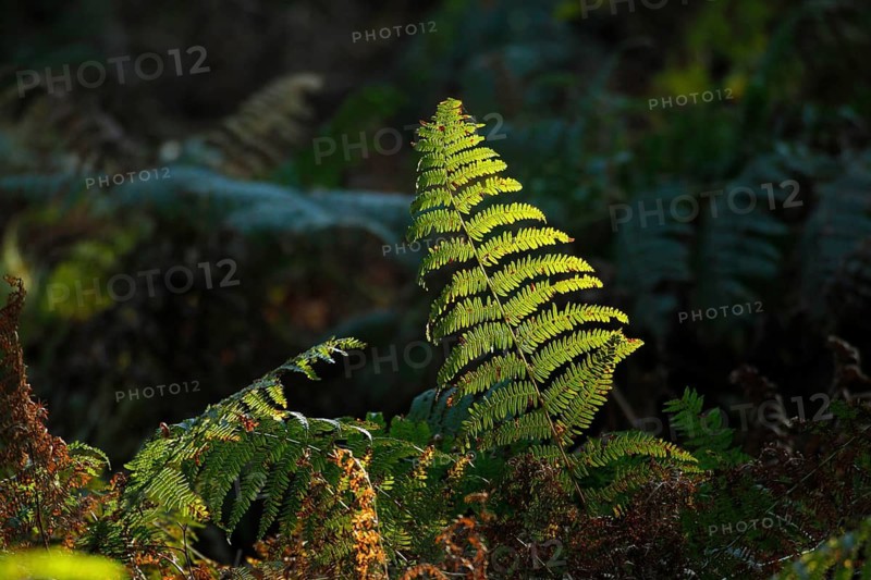 Ferns against the light