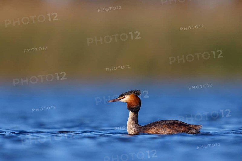 Great Crested Grebe, (Podiceps Scalloped ribbonfish), an animal, floating on the lake, water body, biotope, Europe, Spain, Hides de El Taray Floating Hid, Villafranca de los Caballeros, Castilla La Mancha Toledo, Spain