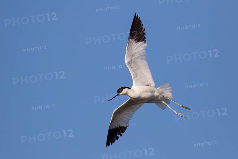 Pied Avocet (Recurvirostra avosetta) flying, Lesvos, Greece