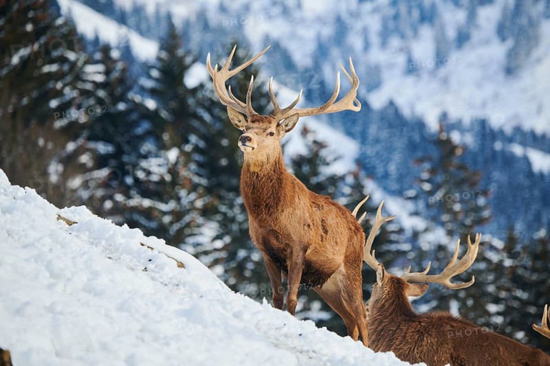 Red deer (Cervus elaphus) stag on a snowy meadow in the mountains in tirol, Kitzbühel, Wildpark Aurach, Austria