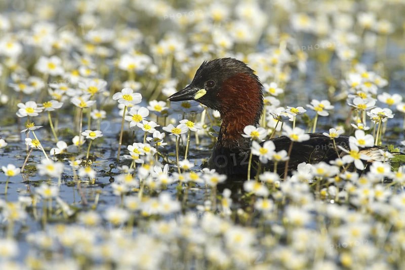 Little Grebe (Tachybaptus ruficollis), Castile-La Mancha, Spain