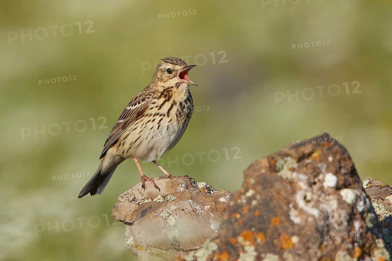 Tree Pipit (Anthus trivialis) singing, Armenia