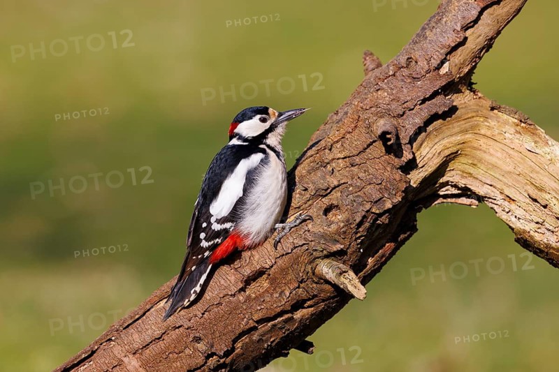 Great spotted woodpecker (Dendrocopos major), Germany