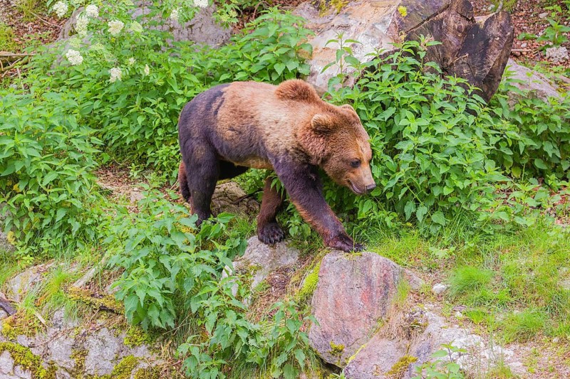 A young male Eurasian brown bear (Ursus arctos arctos) runs along the rocky shore of a small river