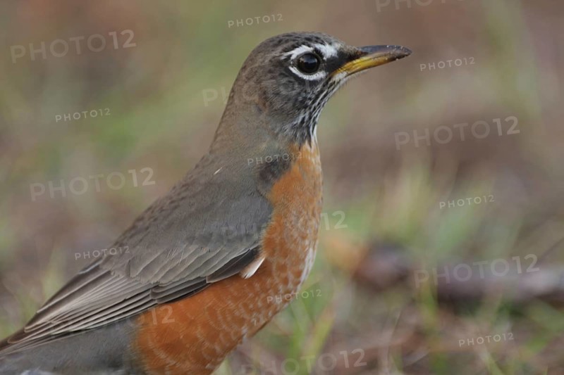 Portrait of migratory thrush (Turdus migratorius) in Homosassa, Florida, USA