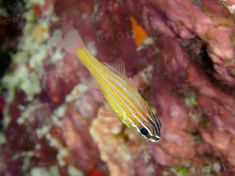 Golden-striped cardinalfish (Ostorhinchus cyanosoma Apogon cyanosoma)