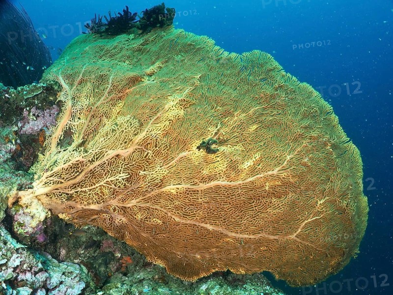 Large yellow giant fan coral (Annella mollis) stretching far into the blue ocean, dive site Prapat, Penyapangan, Bali, Indonesia