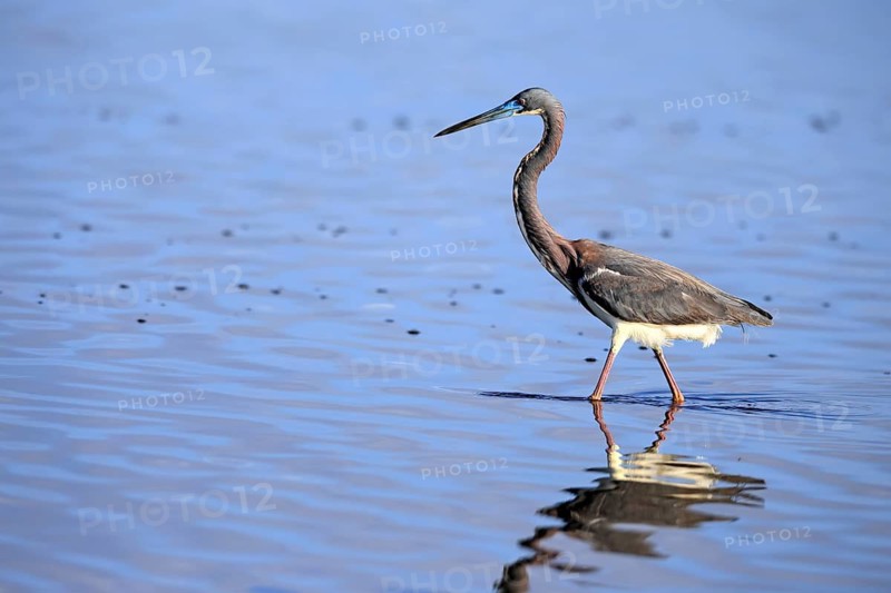 Tricoloured Heron (Egretta tricolor), adult, in the water, foraging, Merritt Island, Black Point Wildlife Drive, Florida, USA