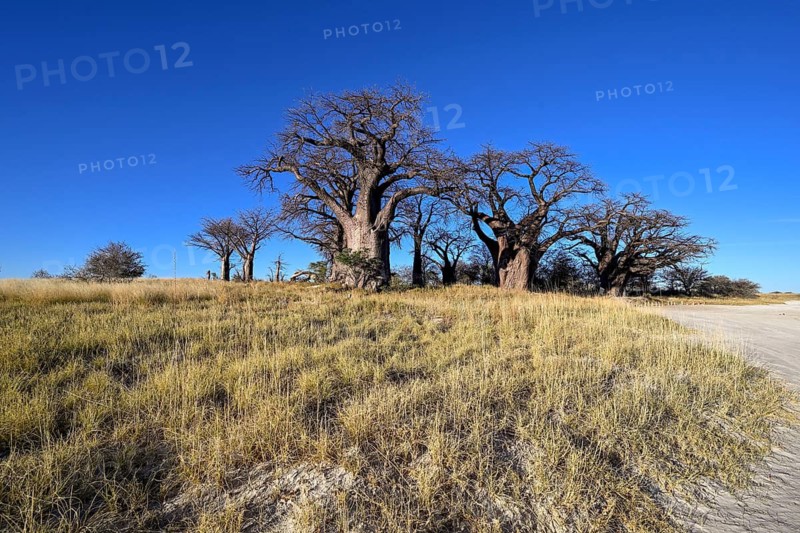 Baines Baobabs, baobab or baobab trees (Adansonia digitata), Kudiakam Pan, Nxai Pan National Park, near Gweta, Central District, Botswana
