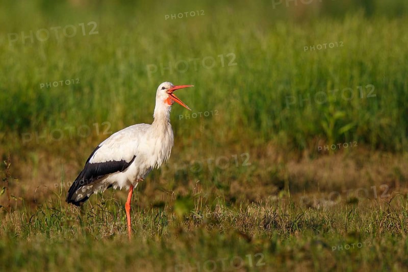 White Stork (Ciconia ciconia) foraging, North Rhine-Westphalia, Germany