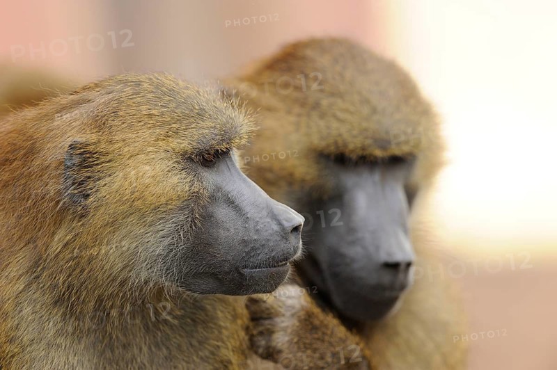 Two baboons in close-up show facial expressions that indicate communication and social bonding, Guinea baboon (Papio papio), captive
