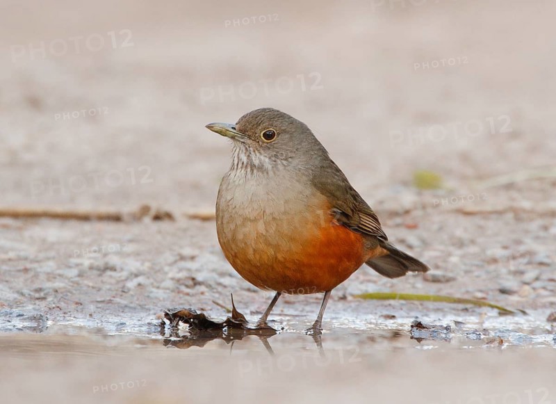 Rufous-bellied Thrush (Turdus rufiventris), Buenos Aires, Brazil