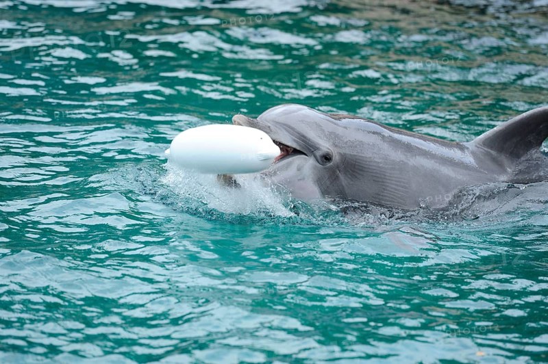 Dolphin playing with a white toy in the water, Bottlenose dolphin (Tursiops truncatus), captive