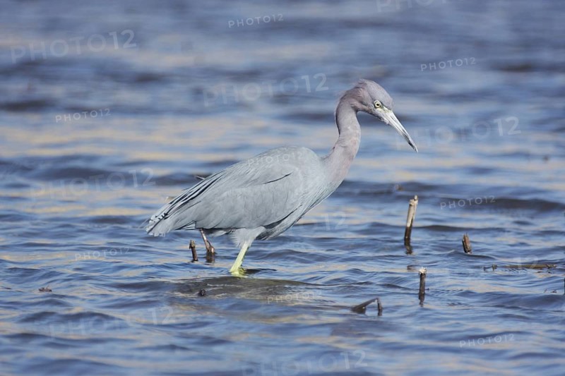 Great Blue Heron (Egretta caerulea) in the water at Myakka River State Park, Florida, USA
