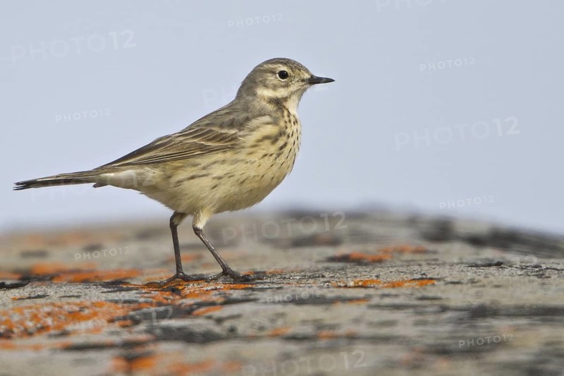 Buff-bellied Pipit (Anthus rubescens), Manitoba, Canada