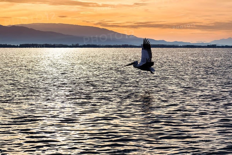 Single Dalmatian Pelican (Pelecanus crispus) flying, Lake Kerkini, Lake Kerkini, sunrise, Central Macedonia, Greece