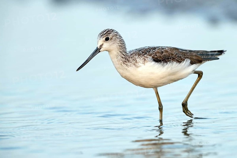 Greenshank, (Tringa nebularia) Wading bird, limesticks, foraging in mudflats, snipe family Muscat, Al Qurm, Mu?afaz¸at Masqat, Oman