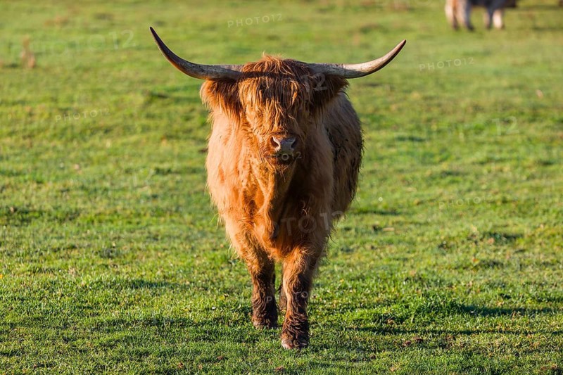A Highland cow (Bos primigenius taurus) crosses a green pasture in early morning light