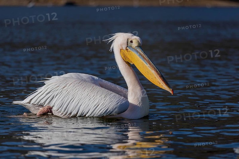 Great white pelican (Pelecanus onocrotalus), swimming, Lake Kerkini, Greece
