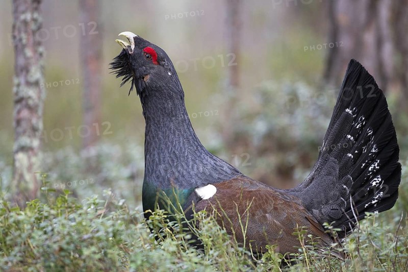 Western Capercaillie (Tetrao urogallus) male, Nizhegorodskaya, Russia