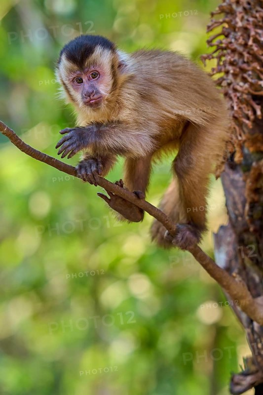 A capuchin monkey climbs a tree in the jungle and observes its surroundings, capuchin monkey (Sapajus apella), Pantanal, Mato Grosso, Brazil