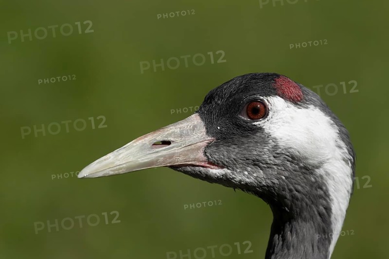 Eurasian or Common crane (Grus grus) adult bird head portrait, England, United Kingdom