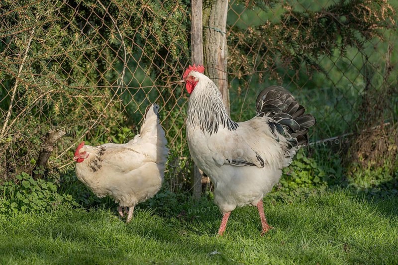 Three chicks are running in a green field. A white and a black rooster move in front of the others. The sun is shining and the animals are exploring their surroundings. Bas rhin, Alsace, France