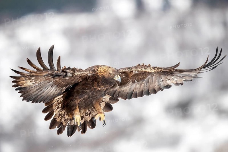 Golden Eagle (Aquila chrysaetos) flying, Madrid, Spain