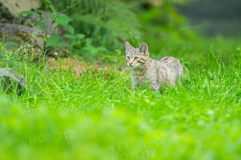 European wildcat (Felis silvestris silvestris) on a meadow, Hesse, Germany
