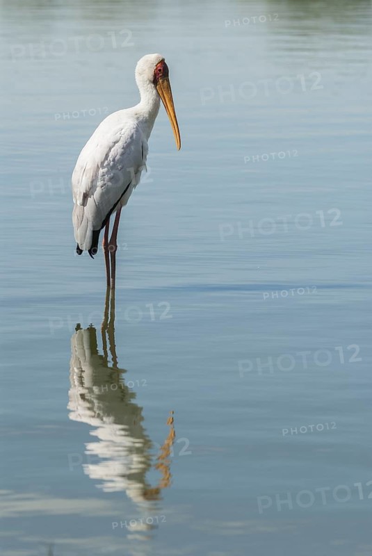 Yellow-billed Stork (Mycteria ibis), Mpumalanga, South Africa