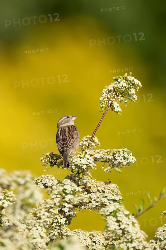 House sparrow (Passer domesticus) adult bird on a garden Pyracantha bush flowering in the summer, England, United Kingdom